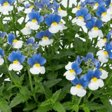 1 Large Plant - Nemesia Nuvo Blue Bicolour 180, Outdoor Garden Ready, 2L Pot - Frankton's