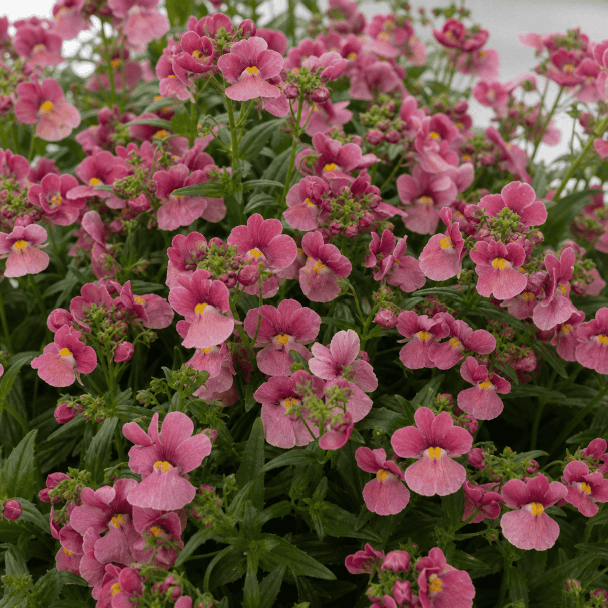 1 Large Plant - Nemesia Nuvo Rose Improved, Outdoor Garden Ready, 2L Pot - Frankton's