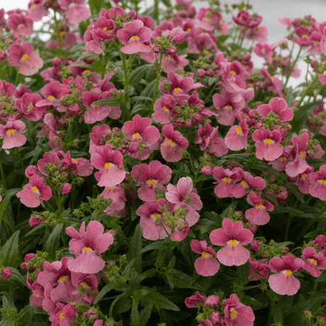 1 Large Plant - Nemesia Nuvo Rose Improved, Outdoor Garden Ready, 2L Pot - Frankton's