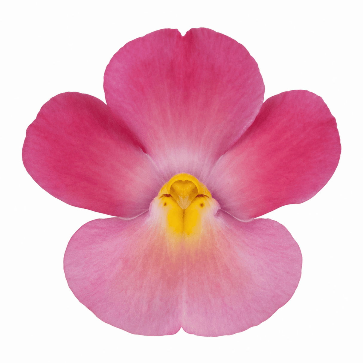 1 Large Plant - Nemesia Nuvo Rose Improved, Outdoor Garden Ready, 2L Pot - Frankton's