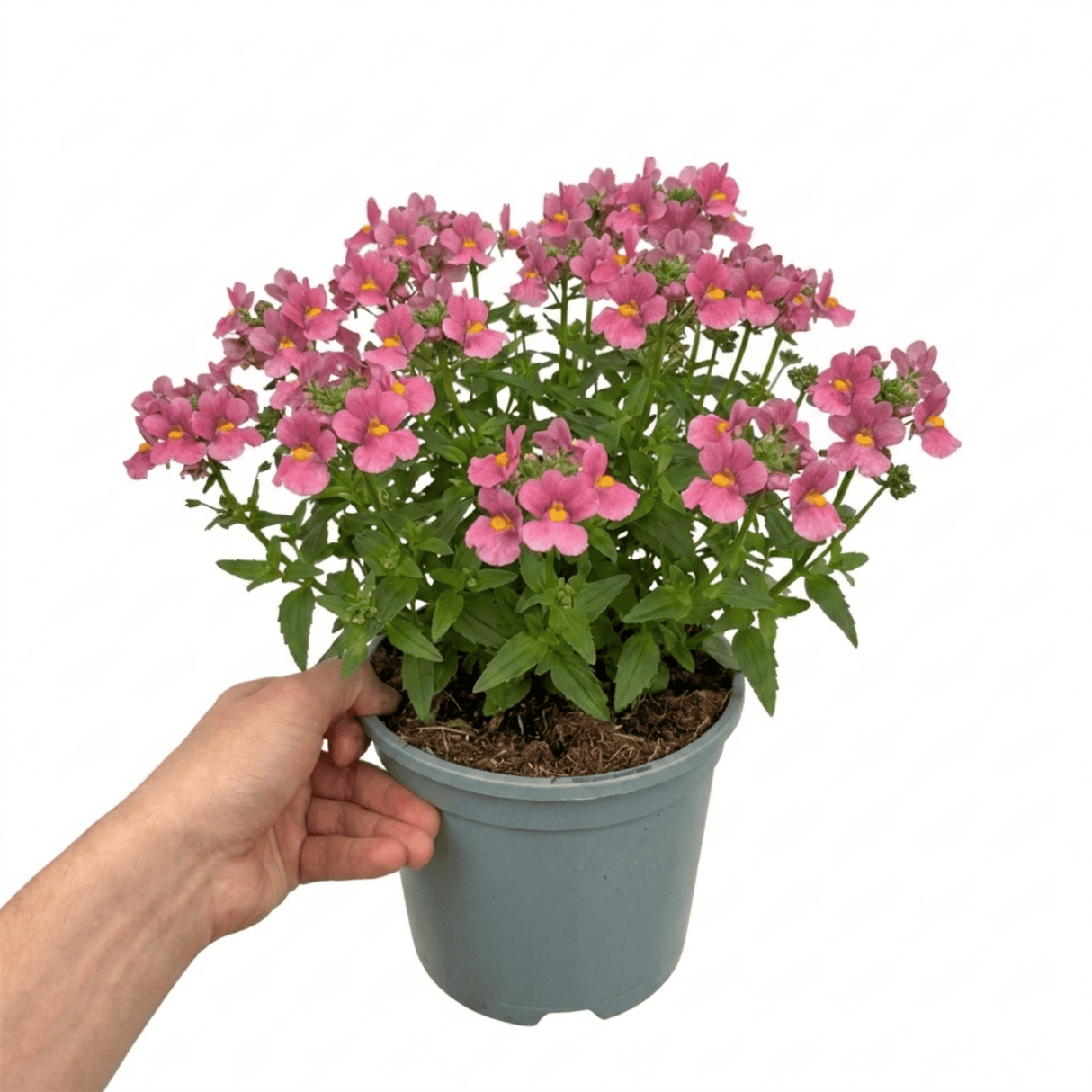 1 Large Plant - Nemesia Nuvo Rose Improved, Outdoor Garden Ready, 2L Pot - Frankton's