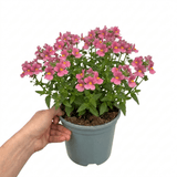 1 Large Plant - Nemesia Nuvo Rose Improved, Outdoor Garden Ready, 2L Pot - Frankton's