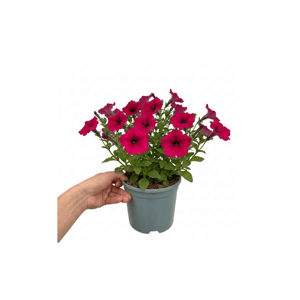 1 Large Plant - Petunia Rimarkable Cherry, Ready to Plant in Your Garden, 2L Pot - Frankton's