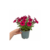 1 Large Plant - Petunia Rimarkable Cherry, Ready to Plant in Your Garden, 2L Pot - Frankton's