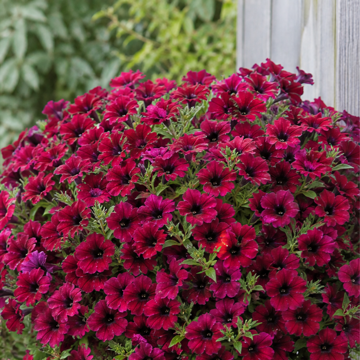 1 Large Plant - Petunia Rimarkable Cherry, Ready to Plant in Your Garden, 2L Pot - Frankton's