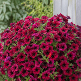 1 Large Plant - Petunia Rimarkable Cherry, Ready to Plant in Your Garden, 2L Pot - Frankton's