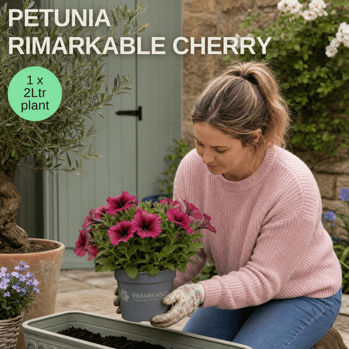 1 Large Plant - Petunia Rimarkable Cherry, Ready to Plant in Your Garden, 2L Pot - Frankton's