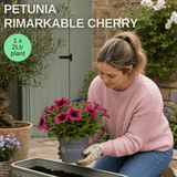 1 Large Plant - Petunia Rimarkable Cherry, Ready to Plant in Your Garden, 2L Pot - Frankton's