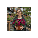 1 Large Plant - Petunia Rimarkable Cherry, Ready to Plant in Your Garden, 2L Pot - Frankton's