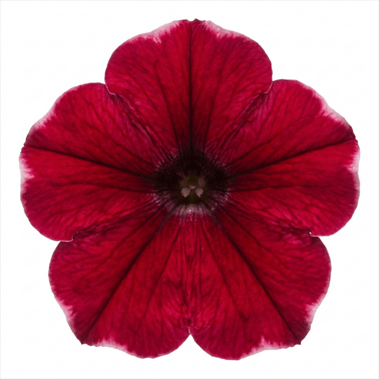 1 Large Plant - Petunia Rimarkable Cherry, Ready to Plant in Your Garden, 2L Pot - Frankton's