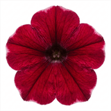 1 Large Plant - Petunia Rimarkable Cherry, Ready to Plant in Your Garden, 2L Pot - Frankton's