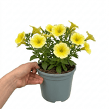 1 Large Plant - Petunia Rimarkable Hello Yellow, Outdoor Garden Ready, 2L Pot - Frankton's