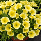 1 Large Plant - Petunia Rimarkable Hello Yellow, Outdoor Garden Ready, 2L Pot - Frankton's