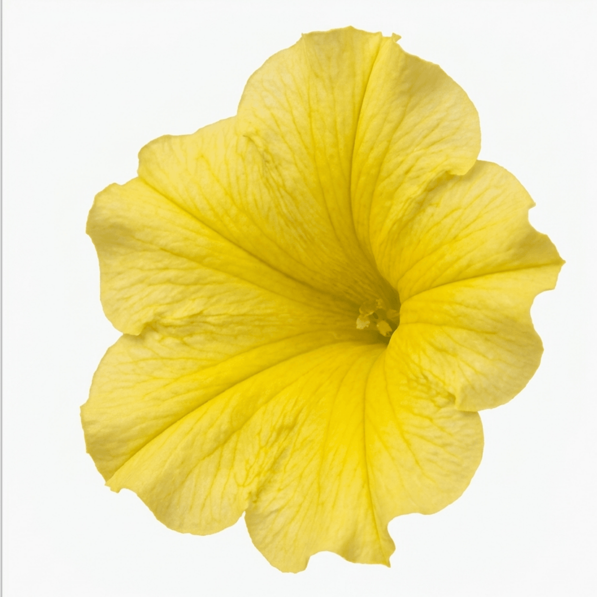 1 Large Plant - Petunia Rimarkable Hello Yellow, Outdoor Garden Ready, 2L Pot - Frankton's