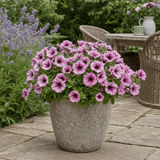 1 Large Plant - Petunia Sanguna Mega Pink Vein, Outdoor Garden Ready, 2L Pot - Frankton's