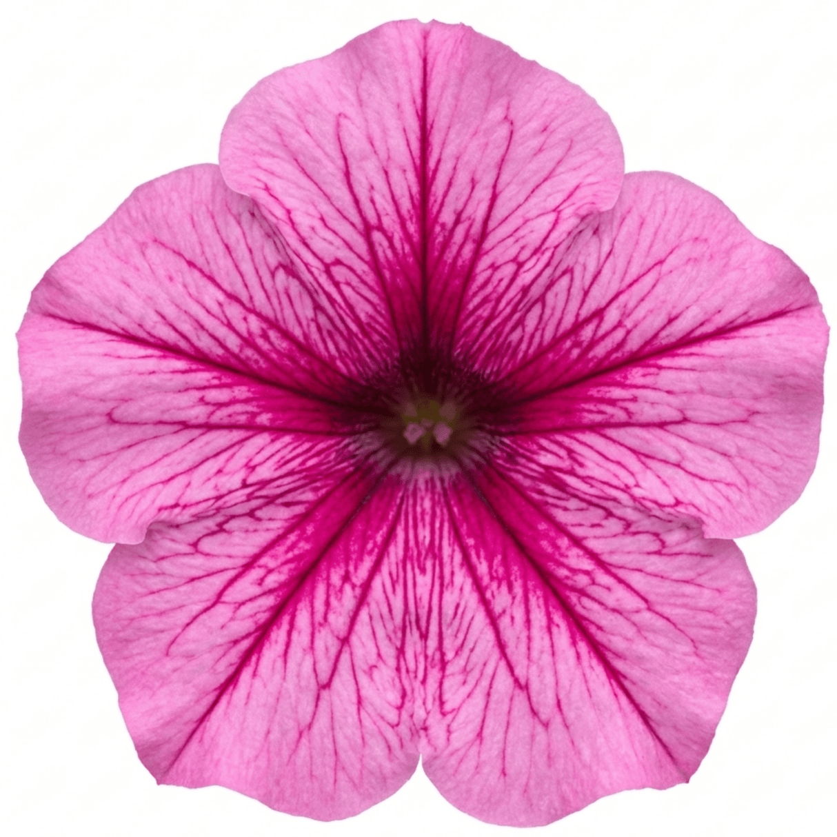 1 Large Plant - Petunia Sanguna Mega Pink Vein, Outdoor Garden Ready, 2L Pot - Frankton's