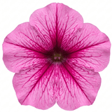 1 Large Plant - Petunia Sanguna Mega Pink Vein, Outdoor Garden Ready, 2L Pot - Frankton's