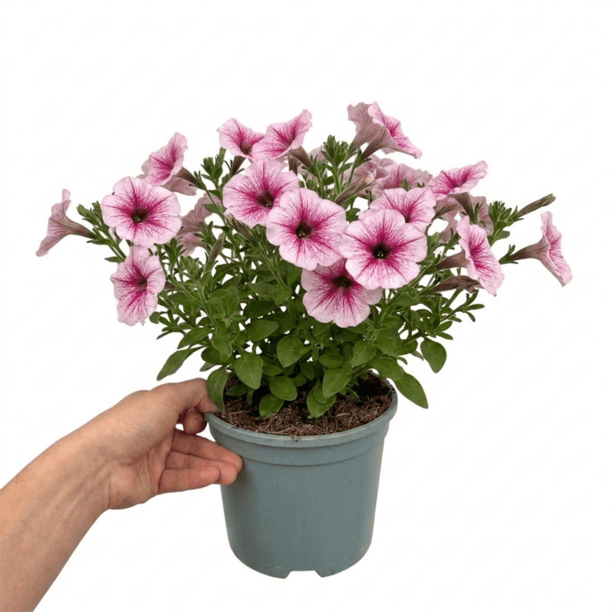 1 Large Plant - Petunia Sanguna Mega Pink Vein, Outdoor Garden Ready, 2L Pot - Frankton's