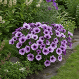 1 Large Plant - Petunia Sanguna Mega Purple Vein, Outdoor Garden Ready, 2L Pot - Frankton's