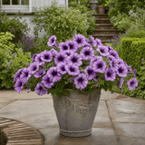 1 Large Plant - Petunia Sanguna Mega Purple Vein, Outdoor Garden Ready, 2L Pot - Frankton's