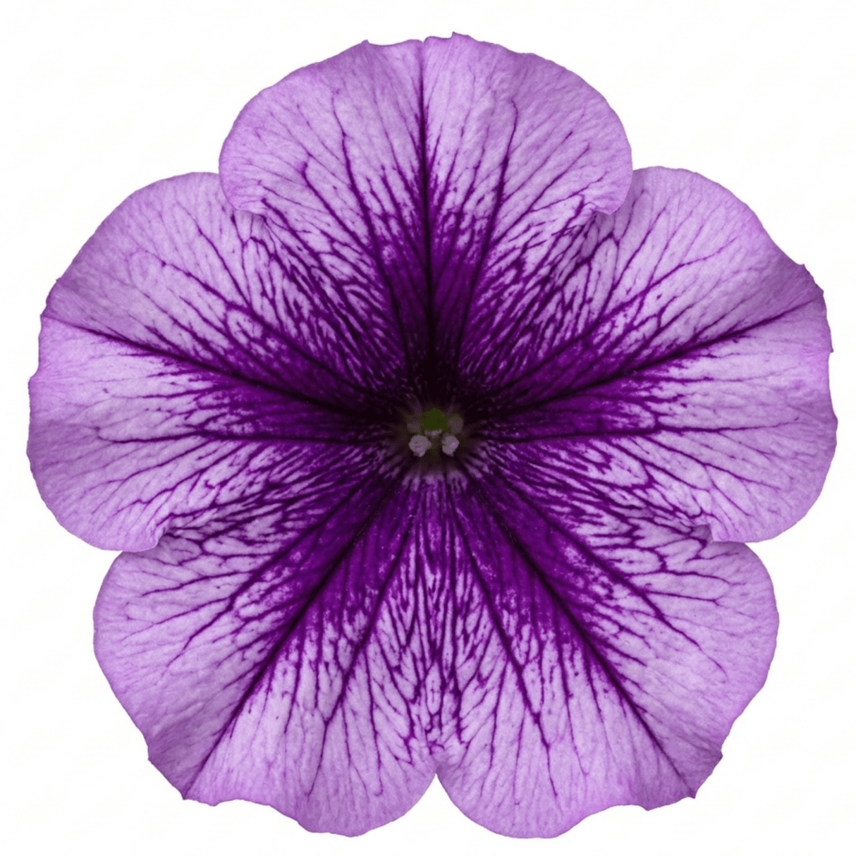 1 Large Plant - Petunia Sanguna Mega Purple Vein, Outdoor Garden Ready, 2L Pot - Frankton's