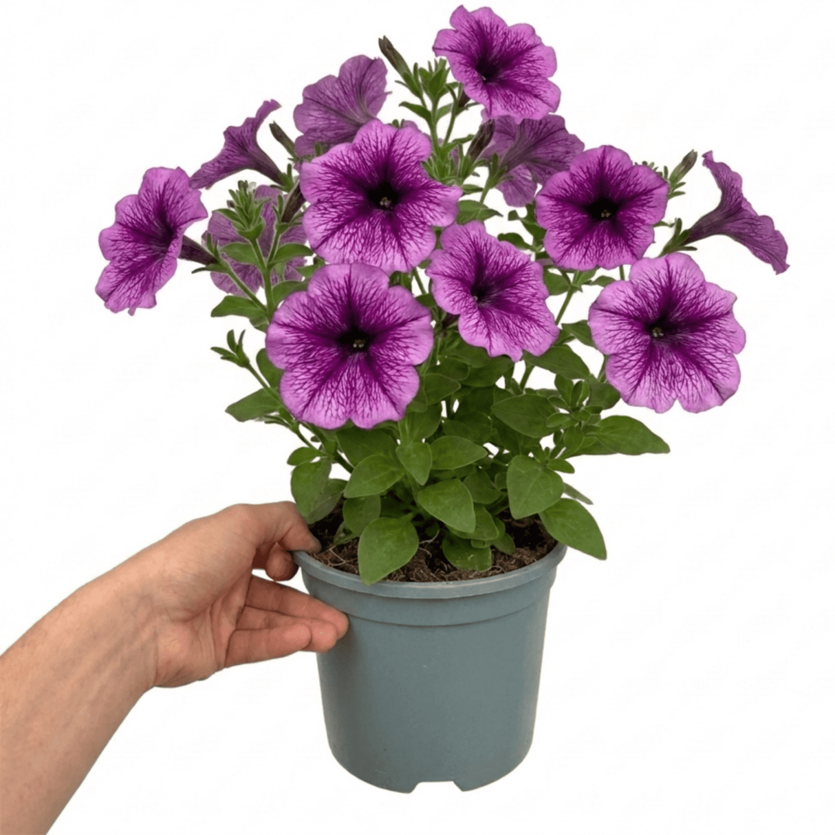 1 Large Plant - Petunia Sanguna Mega Purple Vein, Outdoor Garden Ready, 2L Pot - Frankton's