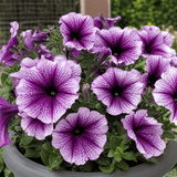 1 Large Plant - Petunia Sanguna Mega Purple Vein, Outdoor Garden Ready, 2L Pot - Frankton's