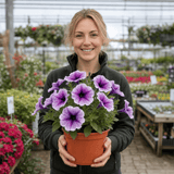 1 Large Plant - Petunia Sanguna Mega Purple Vein, Outdoor Garden Ready, 2L Pot - Frankton's