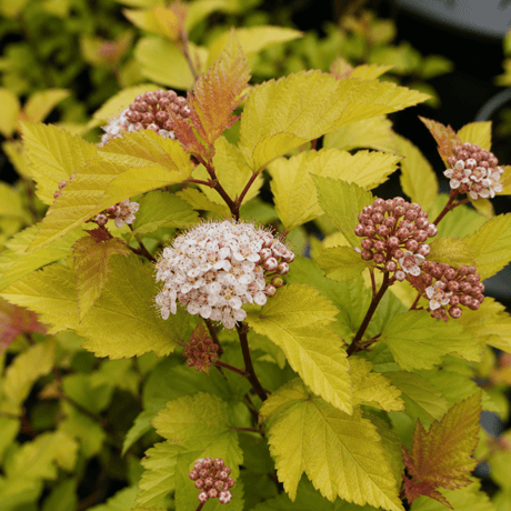1 Large Plant - Physocarpus Diable D'or, Ready to Plant in Your Garden, 3L Pot - Frankton's