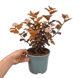1 Large Plant - Physocarpus Diable D'or, Ready to Plant in Your Garden, 3L Pot - Frankton's