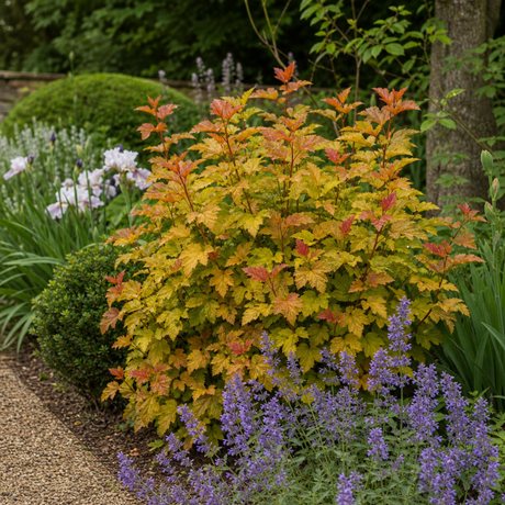 1 Large Plant - Physocarpus Diable D'or, Ready to Plant in Your Garden, 3L Pot - Frankton's