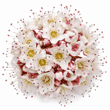 1 Large Plant - Physocarpus Diable D'or, Ready to Plant in Your Garden, 3L Pot - Frankton's