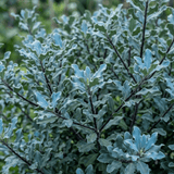1 Large Plant - Pittosporum Atlantic Blue, Ready to Plant in Your Garden, 3L Pot - Frankton's