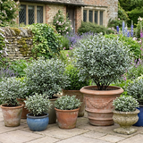 1 Large Plant - Pittosporum Atlantic Blue, Ready to Plant in Your Garden, 3L Pot - Frankton's