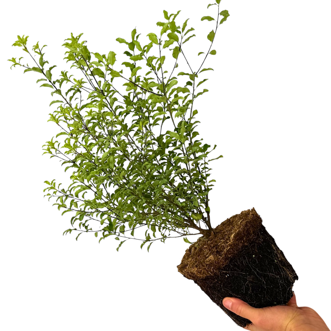 1 Large Plant - Pittosporum Atlantic Blue, Ready to Plant in Your Garden, 3L Pot - Frankton's