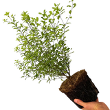 1 Large Plant - Pittosporum Atlantic Blue, Ready to Plant in Your Garden, 3L Pot - Frankton's