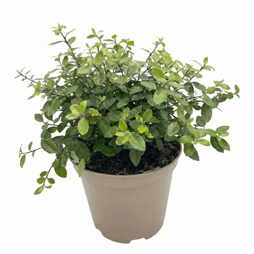 1 Large Plant - Pittosporum Pom Pom, Ready to Plant in Your Garden, 3L Pot - Frankton's