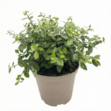1 Large Plant - Pittosporum Pom Pom, Ready to Plant in Your Garden, 3L Pot - Frankton's