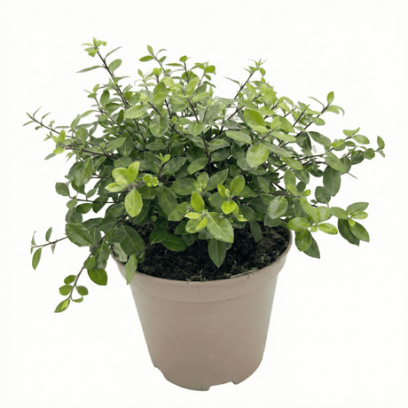 1 Large Plant - Pittosporum Pom Pom, Ready to Plant in Your Garden, 3L Pot - Frankton's