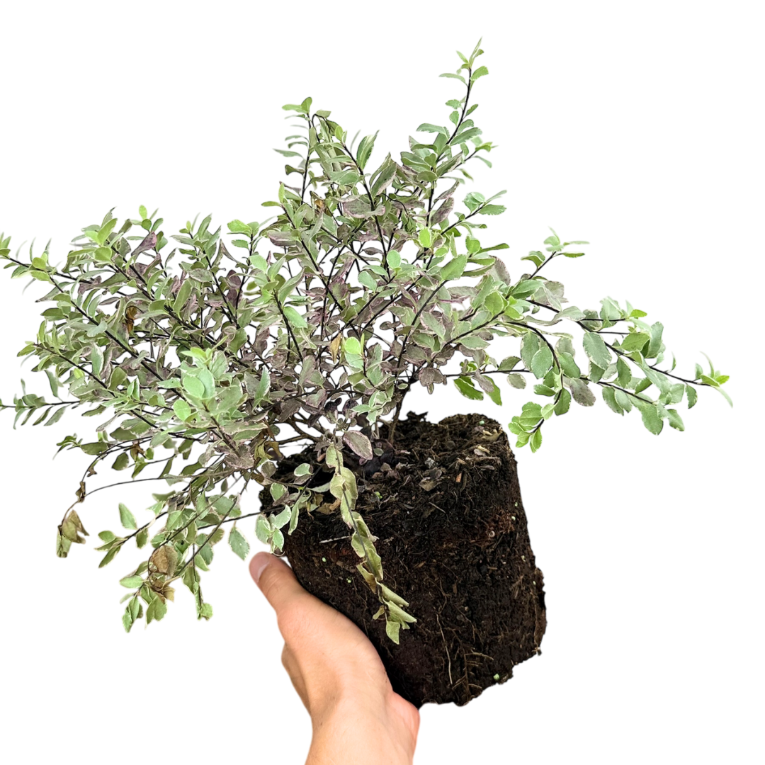 1 Large Plant - Pittosporum Pom Pom, Ready to Plant in Your Garden, 3L Pot - Frankton's