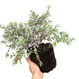 1 Large Plant - Pittosporum Pom Pom, Ready to Plant in Your Garden, 3L Pot - Frankton's