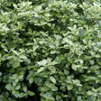 1 Large Plant - Pittosporum Pom Pom, Ready to Plant in Your Garden, 3L Pot - Frankton's
