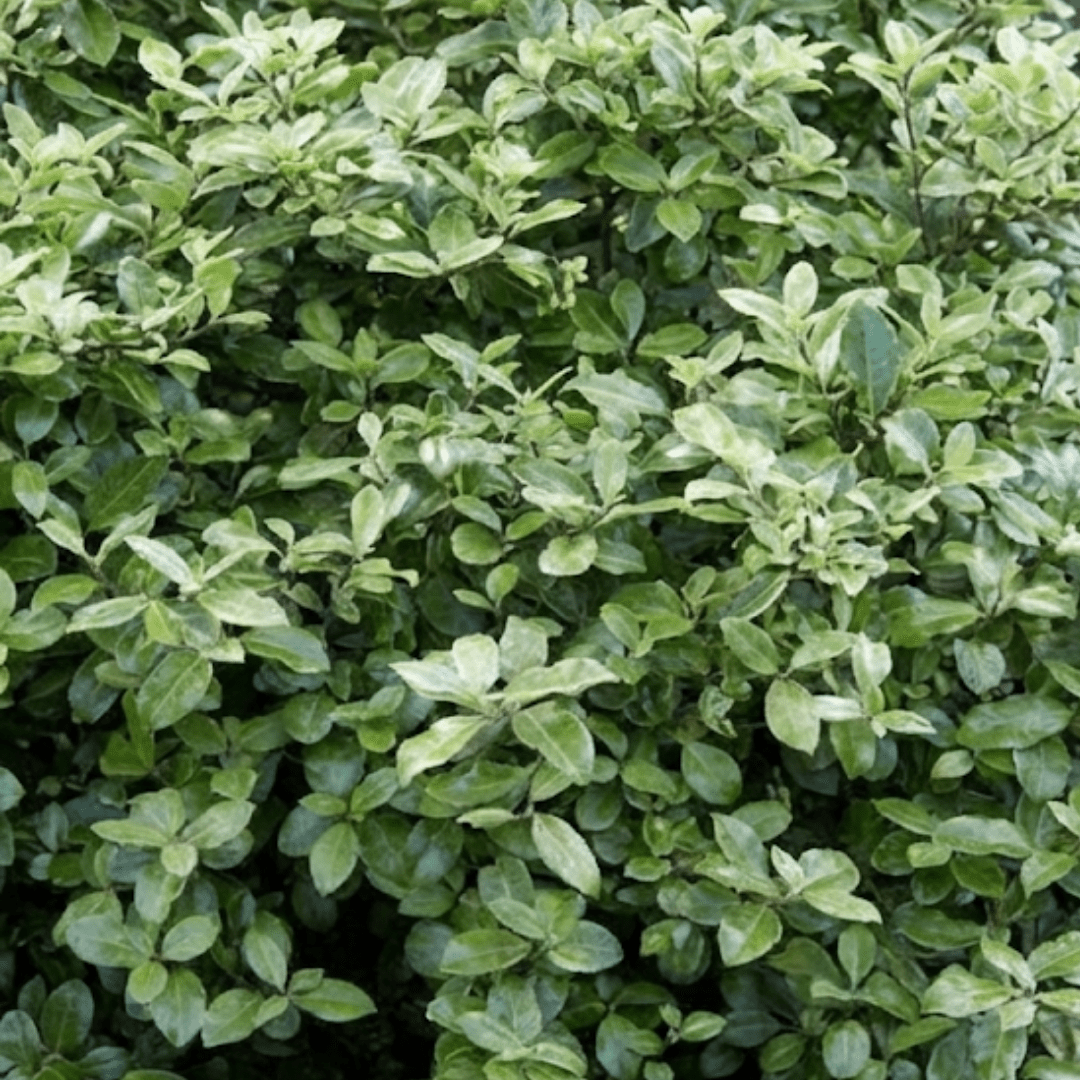 1 Large Plant - Pittosporum Pom Pom, Ready to Plant in Your Garden, 3L Pot - Frankton's