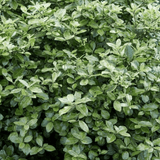 1 Large Plant - Pittosporum Pom Pom, Ready to Plant in Your Garden, 3L Pot - Frankton's