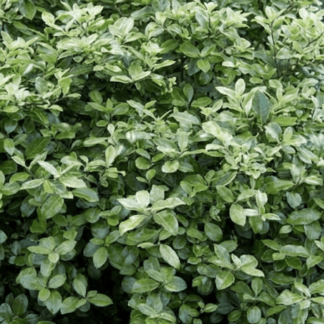 1 Large Plant - Pittosporum Pom Pom, Ready to Plant in Your Garden, 3L Pot - Frankton's