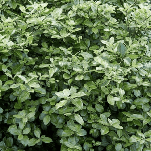 1 Large Plant - Pittosporum Pom Pom, Ready to Plant in Your Garden, 3L Pot - Frankton's