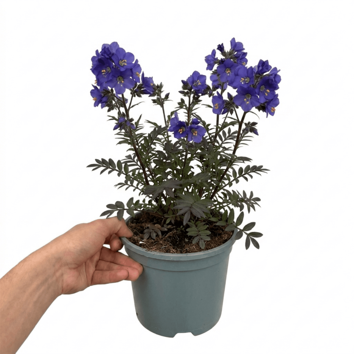 1 Large Plant - Polemonium Bressingham Purple, Ready to Plant in Your Garden, 3L - Frankton's