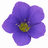 1 Large Plant - Polemonium Bressingham Purple, Ready to Plant in Your Garden, 3L - Frankton's