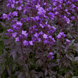 1 Large Plant - Polemonium Bressingham Purple, Ready to Plant in Your Garden, 3L - Frankton's