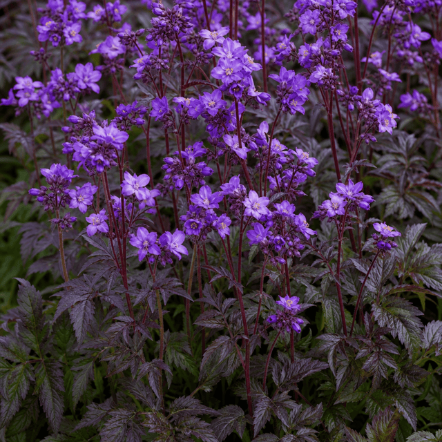 1 Large Plant - Polemonium Bressingham Purple, Ready to Plant in Your Garden, 3L - Frankton's